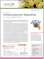 AdipoGen Inflammasome Signaling Flyer