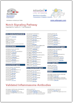 Notch & Functional Antibodies