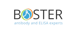 Boster