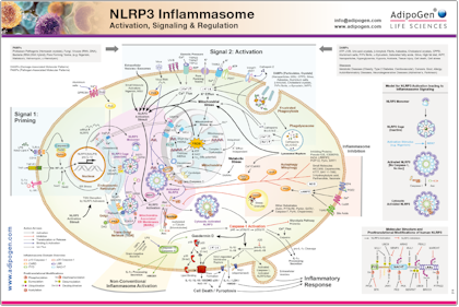 AdipoGen_NLRP3_Inflammasome_Wallchart