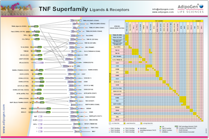 AdipoGen TNF Superfamily Wallchart