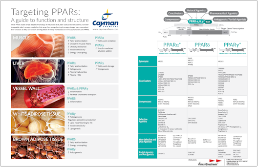 Targeting PPARs