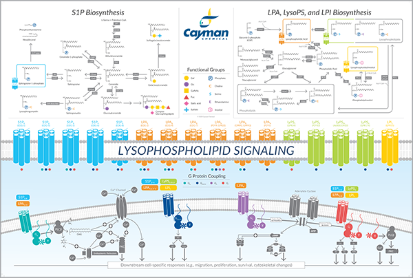 Cayman_poster_Lysophospholipid_Signaling