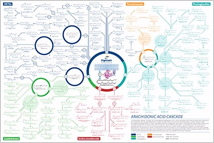 Arachidonic Acid Cascade