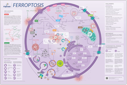 Poster Cayman Ferroptosis