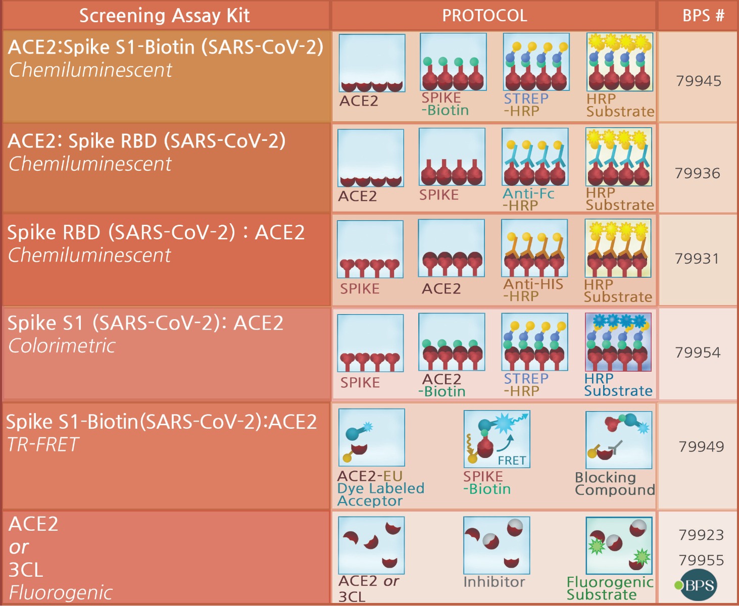 BPS Coronavirus Assay Kits