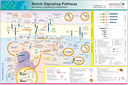 Poster AdipoGen Notch