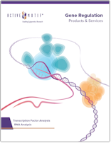 Active Motif Gene Regulation