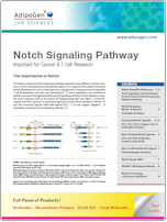 Notch_Signaling AdipoGen