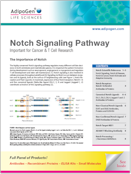 Notch_Signaling AdipoGen