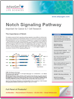 Notch_Signaling AdipoGen