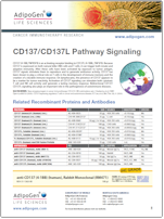 Adipogen_CD137-CD137L_Signaling_Pathway