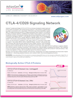 Adipogen_CTLA-4-CD28_Signaling_Pathway