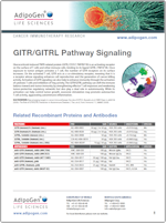 Adipogen_GITR-GITRL_Signaling_Pathway