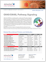 Adipogen_OX40-OX40L_Signaling_Pathway