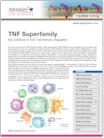 TNF Superfamily