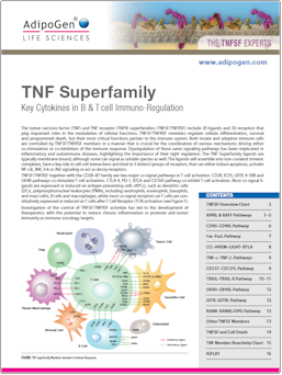 TNF Superfamily