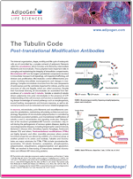 Adipogen Tubulin Code and PTMs Insights