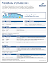 Cayman Autophagy Research Tools