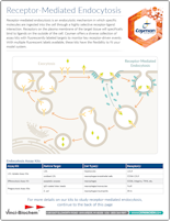Cayman Receptor-Mediated Endocytosis
