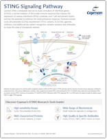 Cayman STING Signaling Pathway