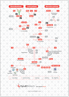 Hycult_Complement_pathway_poster